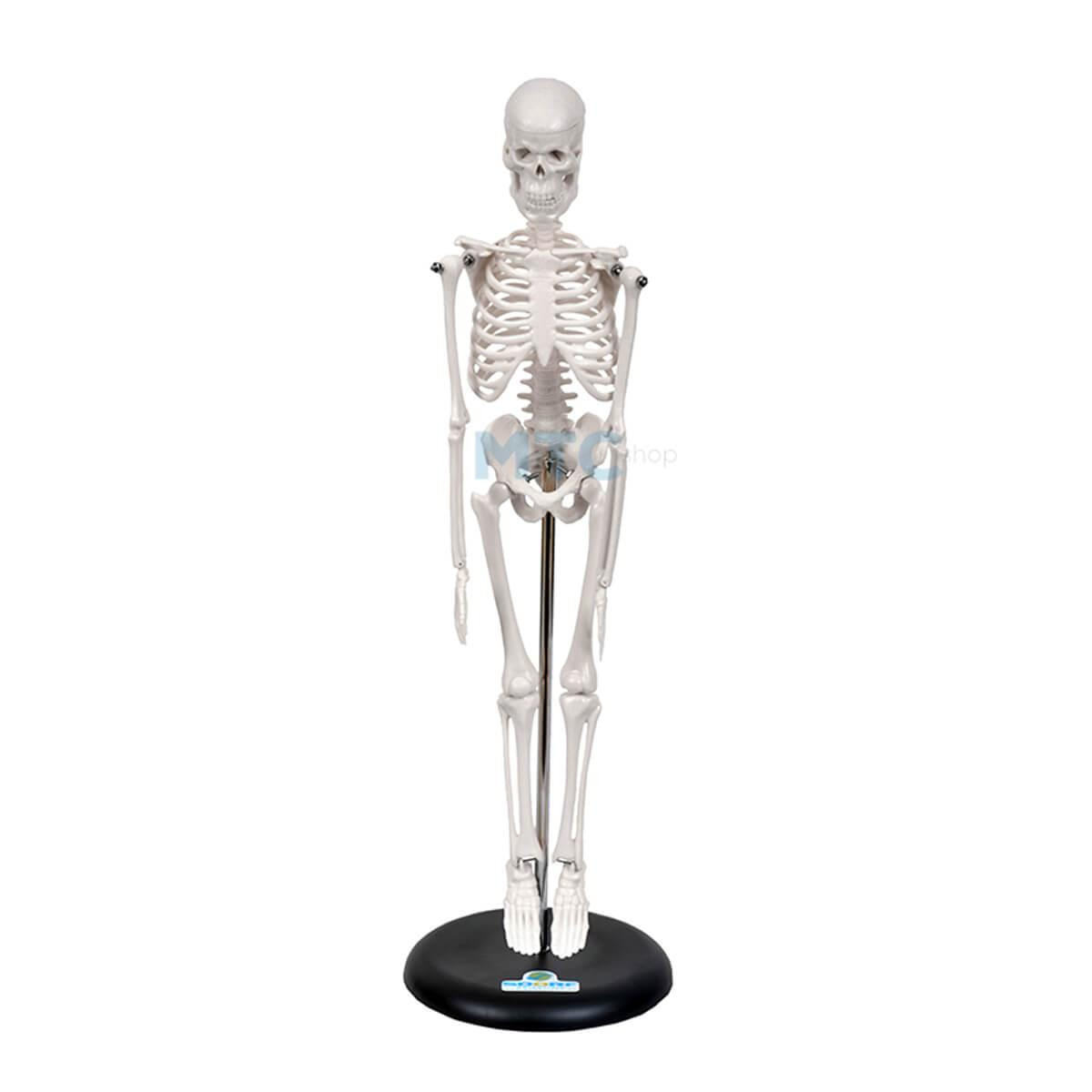 Modelo de Esqueleto Anatômico - 45cm