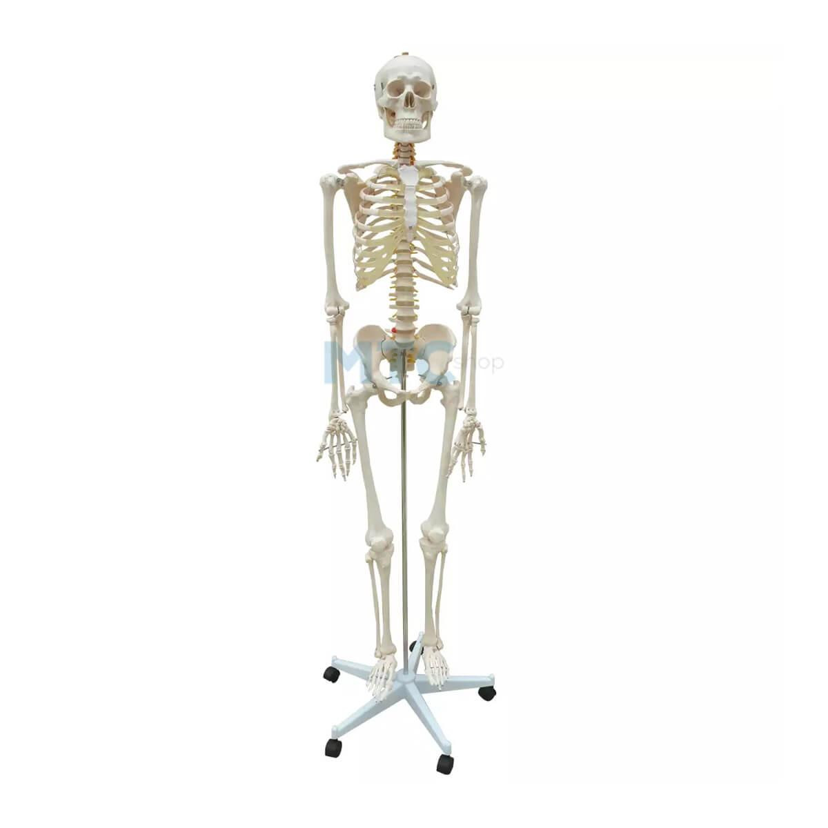 Esqueleto Anatômico com Tamanho Natural - 1,70cm