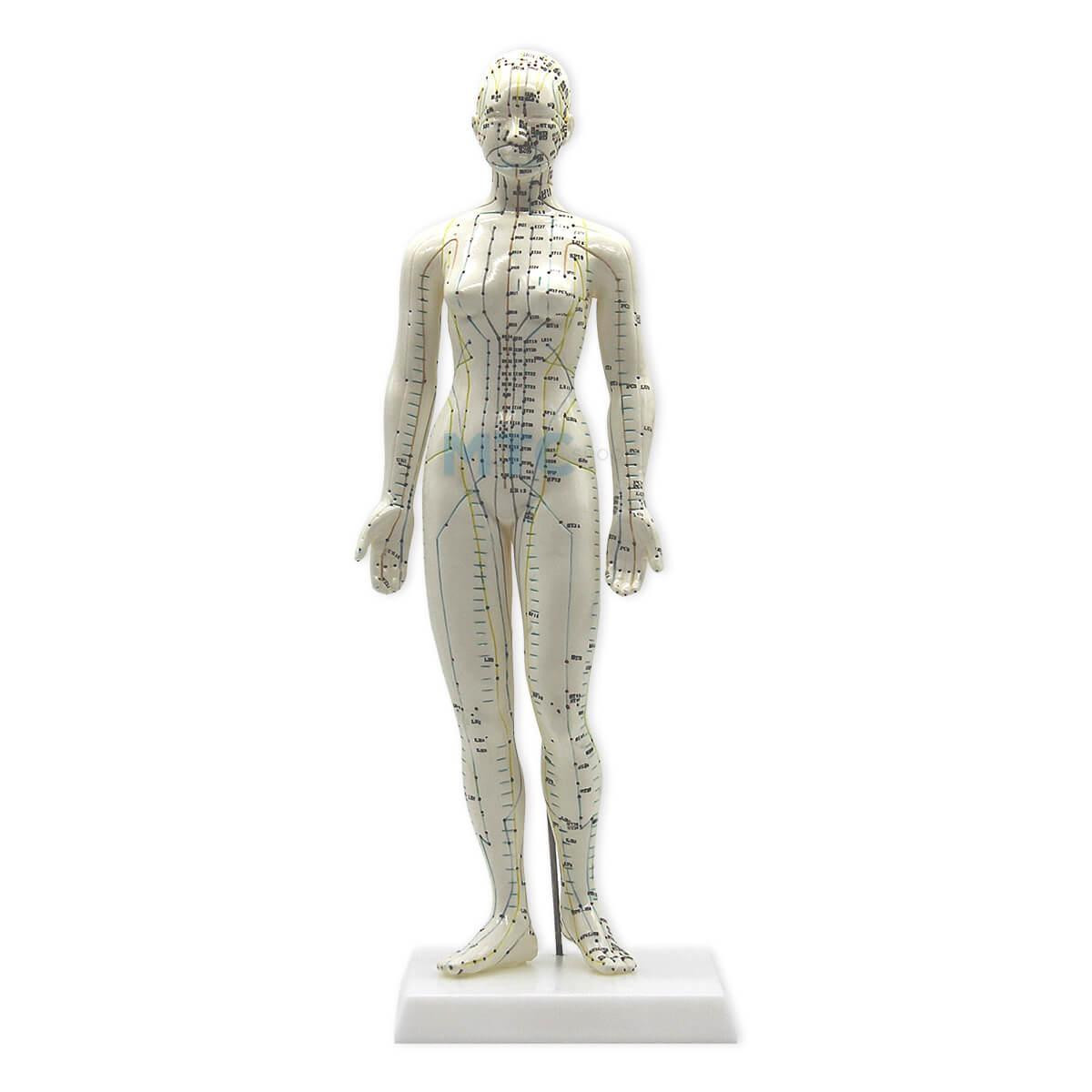 Modelo Feminino Anatômico para Acupuntura - 48cm