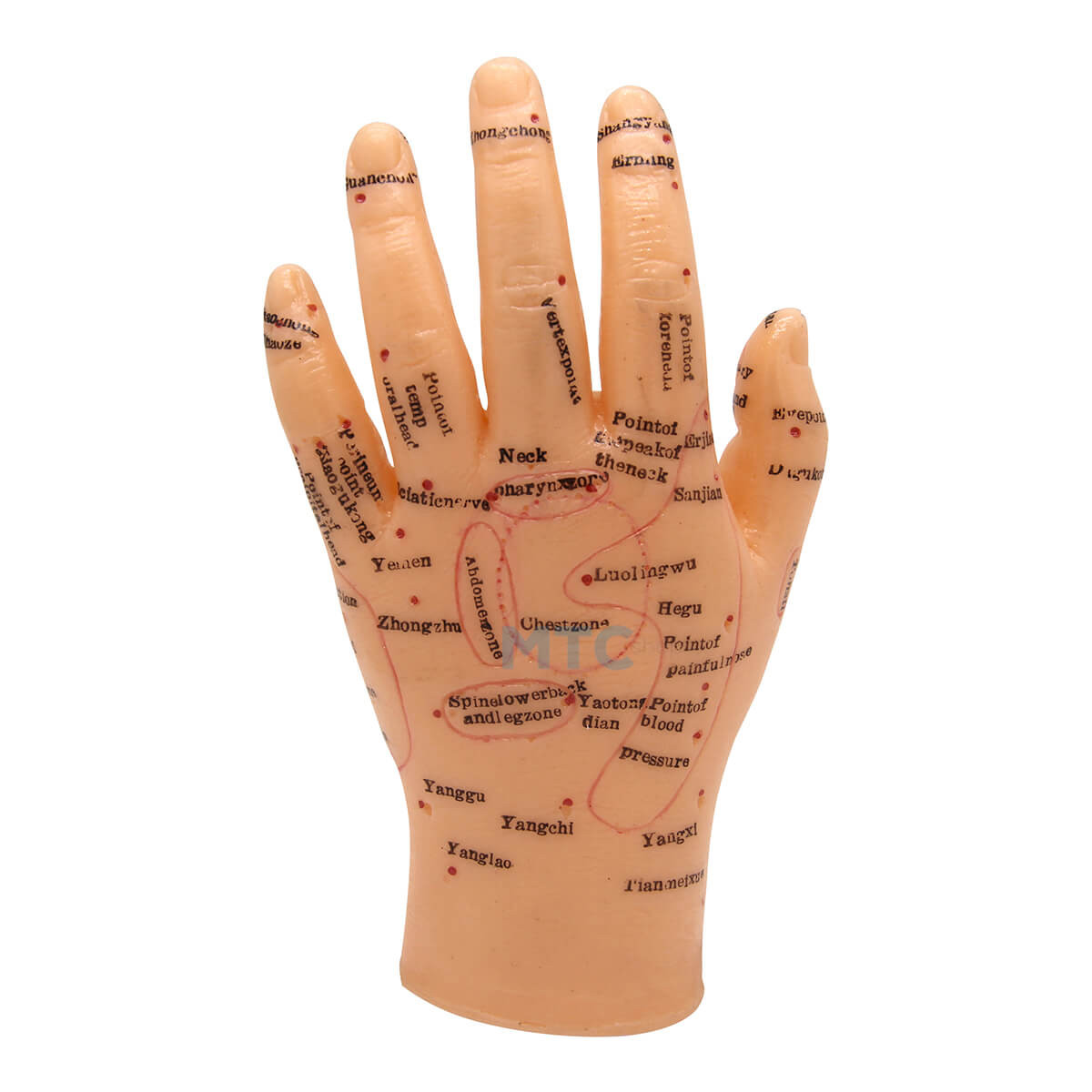 Modelo de Mão Humana Para Acupuntura 13cm