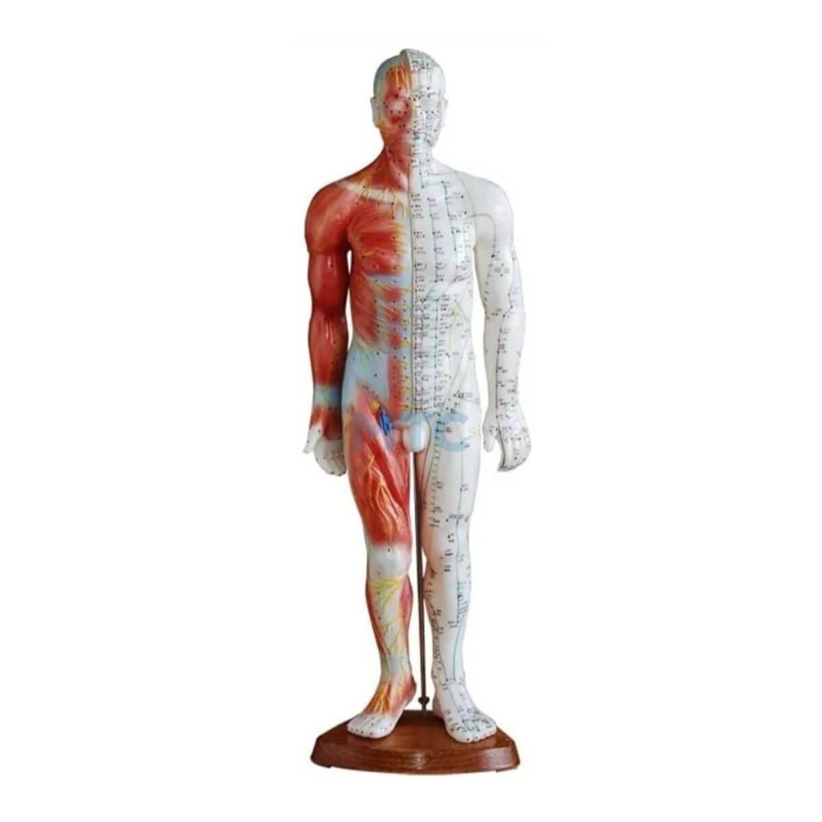 Modelo Masculino c/Musculo Anatômico Para Acupuntura - 55cm