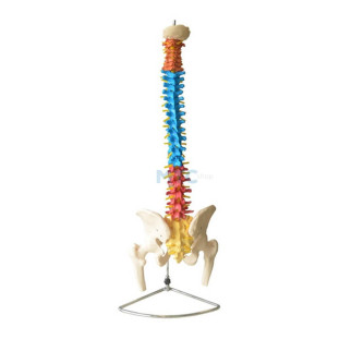 modelo-coluna-vertebral-luxo-flexivel-colorida-cabeca-femur-