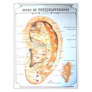 mapa-auriculoterapia-ibraqui-mtc-shop