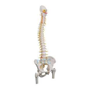 modelo-coluna-vertebral-luxo-flexivel-cabeca-femur-oitenta-d