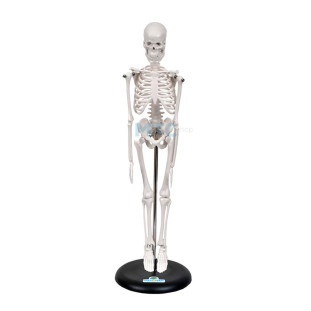 modelo-esqueleto-humano-quarenta-cinco-cm-mtc-shop