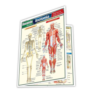 Resumão Anatomia - Ensino Fundamental