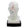 modelo-anatomico-cabeca-vinte-cm-frontal-wl-mtc-shop