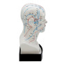 modelo-anatomico-cabeca-vinte-cm-lateral-direita-wl-mtc-shop