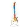 modelo-coluna-vertebral-luxo-flexivel-colorida-cabeca-femur-