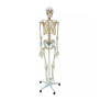 modelo-esqueleto-humano-tamanho-natural-mtc-shop