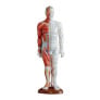 modelo-masculino-muscular-anatomico-cinquentacinco-cm-mtc-sh