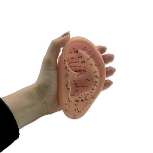 Modelo de Orelha Humana Para Acupuntura - 13cm - WL