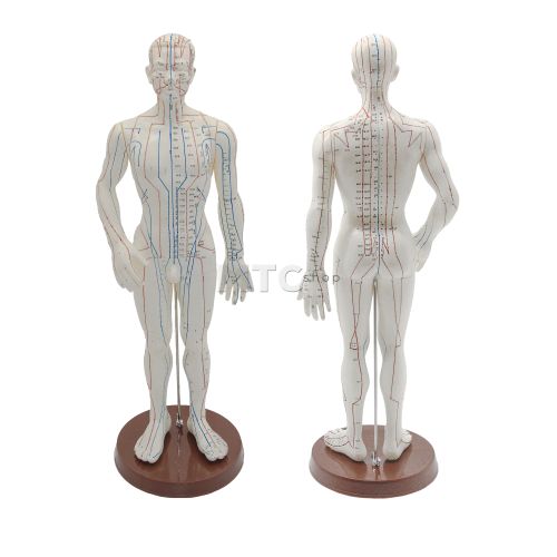 Modelo Masculino Anatômico para Acupuntura - 50cm
